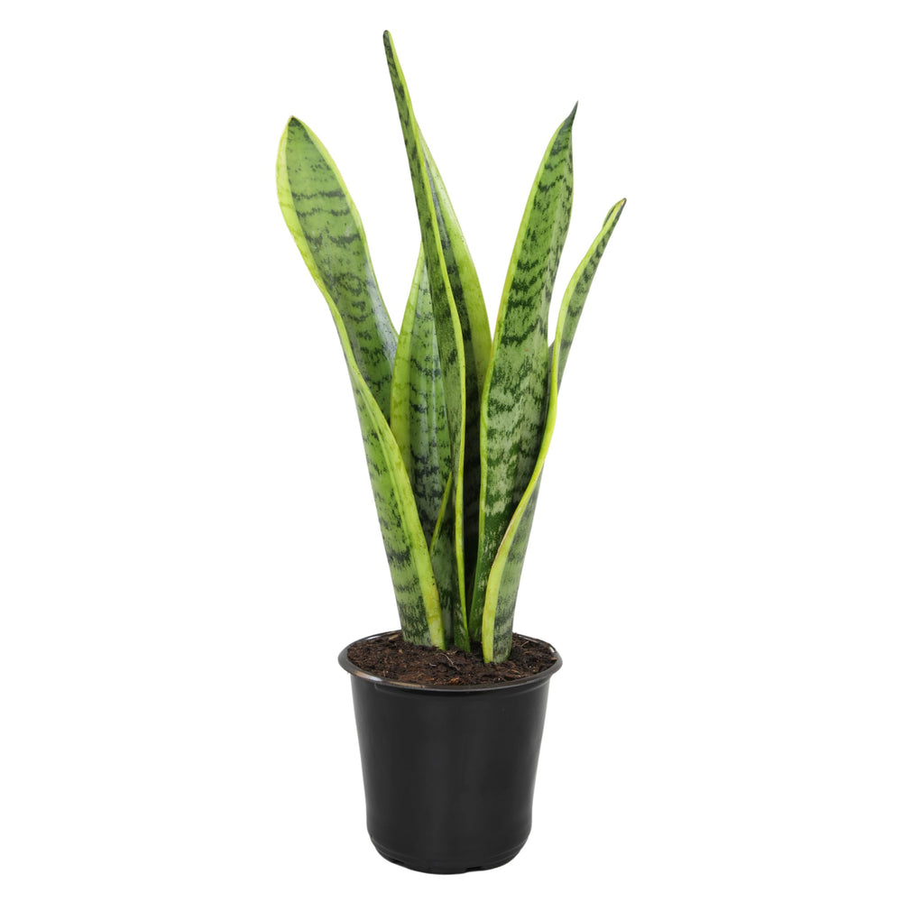 Altman Plants planta frontal sansevieria laurentii mostrando altura y estructura