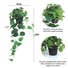 alyptus planta colgante en estantería aportando verde sin mantenimiento