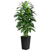 ASTIDY árbol frontal mostrando aspecto realista y presencia decorativa