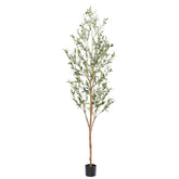bellacat árbol olivo frontal mostrando altura y elegancia