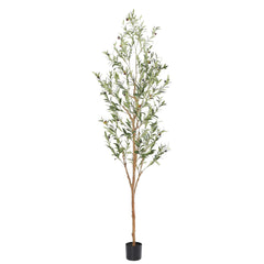 bellacat árbol olivo frontal mostrando altura y elegancia