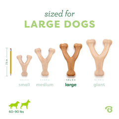 Benebone Wishbone junto a una regla para comparar tamaño grande y escala