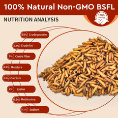 BUNTIE WORMS close-up of dried larvae texture showing crunchy, high-protein treat