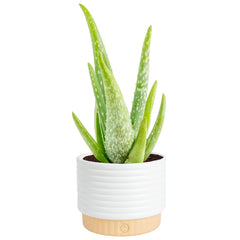 Costa Farms planta Aloe Vera frontal en maceta decorativa, aporta estilo