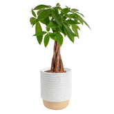Costa Farms Money Tree vista frontal mostrando forma elegante y frescura