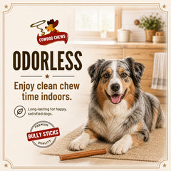 Cowdog Chews perro masticando feliz, distracción y reducción de ansiedad