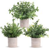 Der Rose vista frontal del pack de tres plantas para decoración rápida