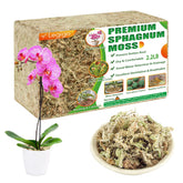 Legigo front packaging showing 40QT moss and clear product benefit