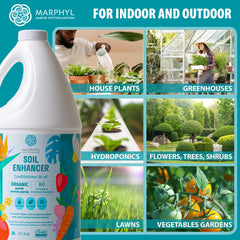 MARPHYL aplicada a planta de interior con hojas verdes, favorece vitalidad foliar en macetas