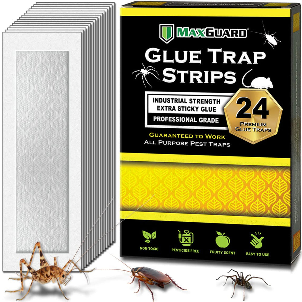 Maxguard paquete frontal con 24 tiras mostrando diseño y cantidad