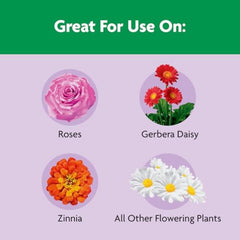 Miracle-Gro esparciendo en rosal en tierra para más flores