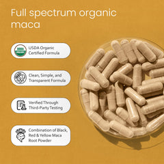 Textura del polvo gelatinizado de maca NaturaLife Labs en detalle que sugiere mejor digestión