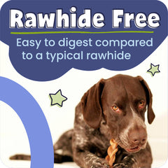 Pawstruck bully stick in a dog’s mouth showing long-lasting engagement