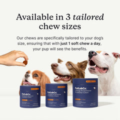 PetLab Co. perro mediano masticando un chew para soporte intestinal y calmación