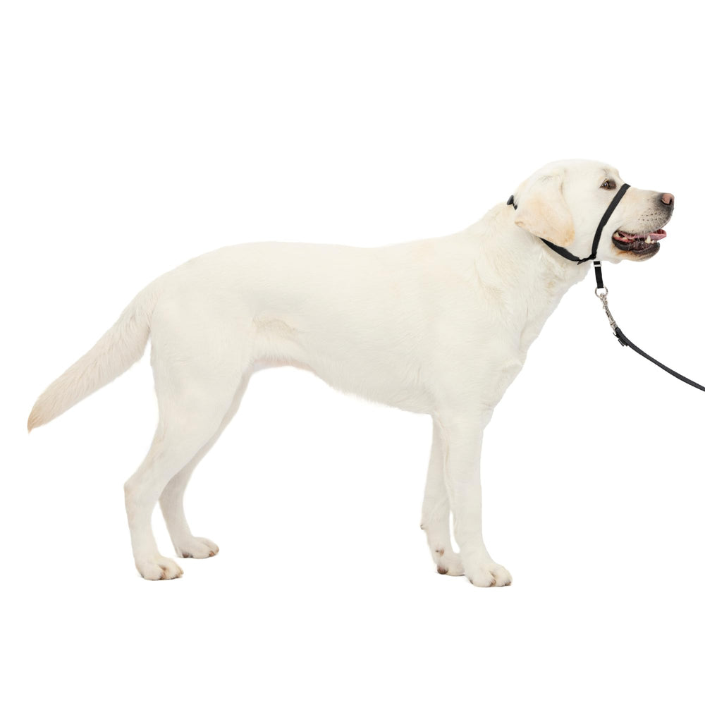 PetSafe vista frontal del Gentle Leader mostrando ajuste seguro y fácil