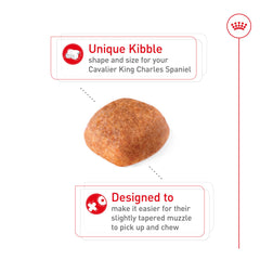 ROYAL CANIN detalle de croqueta fácil de coger para Cavalier