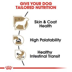 ROYAL CANIN chihuahua comiendo con gusto, fomenta ingesta en comedores exigentes
