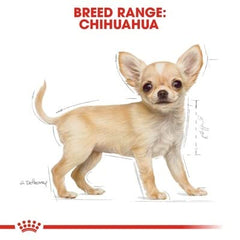 Cachorro Chihuahua comiendo ROYAL CANIN Chihuahua Puppy para mayor aceptación en dietas exigentes