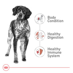 ROYAL CANIN etiqueta con lista de ingredientes y datos nutricionales