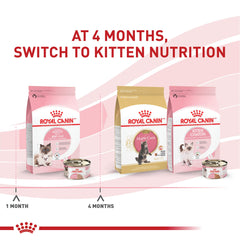 Royal Canin mousse textura ultra suave que facilita la ingesta