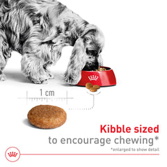 ROYAL CANIN ración servida en plato para control de porciones y balance