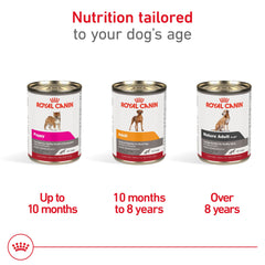 ROYAL CANIN porción servida en plato mostrando apetito y presentación
