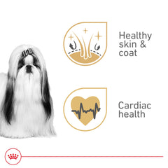 Royal Canin servido en plato, Shih Tzu disfrutando la comida