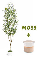 Waipfaru arbol olivo frontal mostrando elegancia mediterránea y presencia decorativa