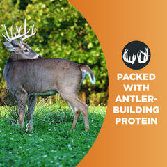 Whitetail Institute parcela en floración de Imperial Clover atrayendo vida silvestre