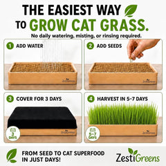 ZESTIGREENS pasto de trigo crecido en la bandeja listo para que el gato lo coma