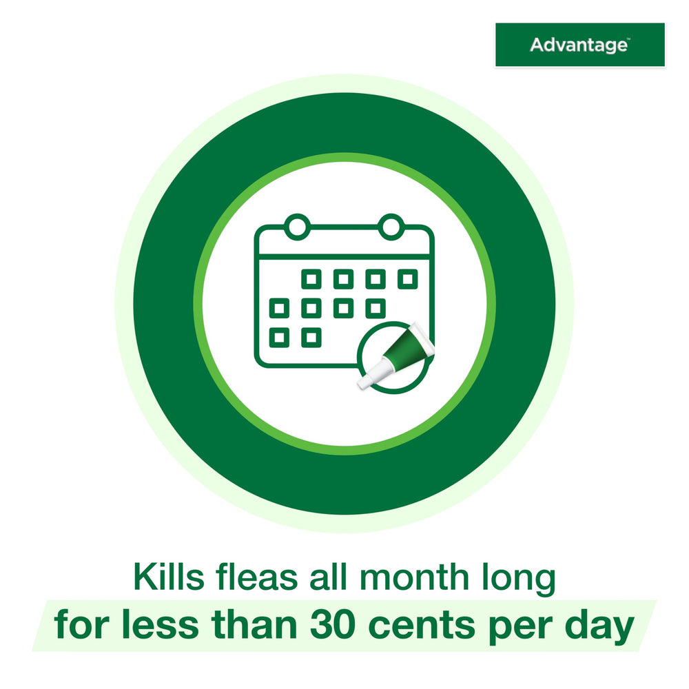 Advantage envase abierto con pipetas visibles para comprobar contenido incluido