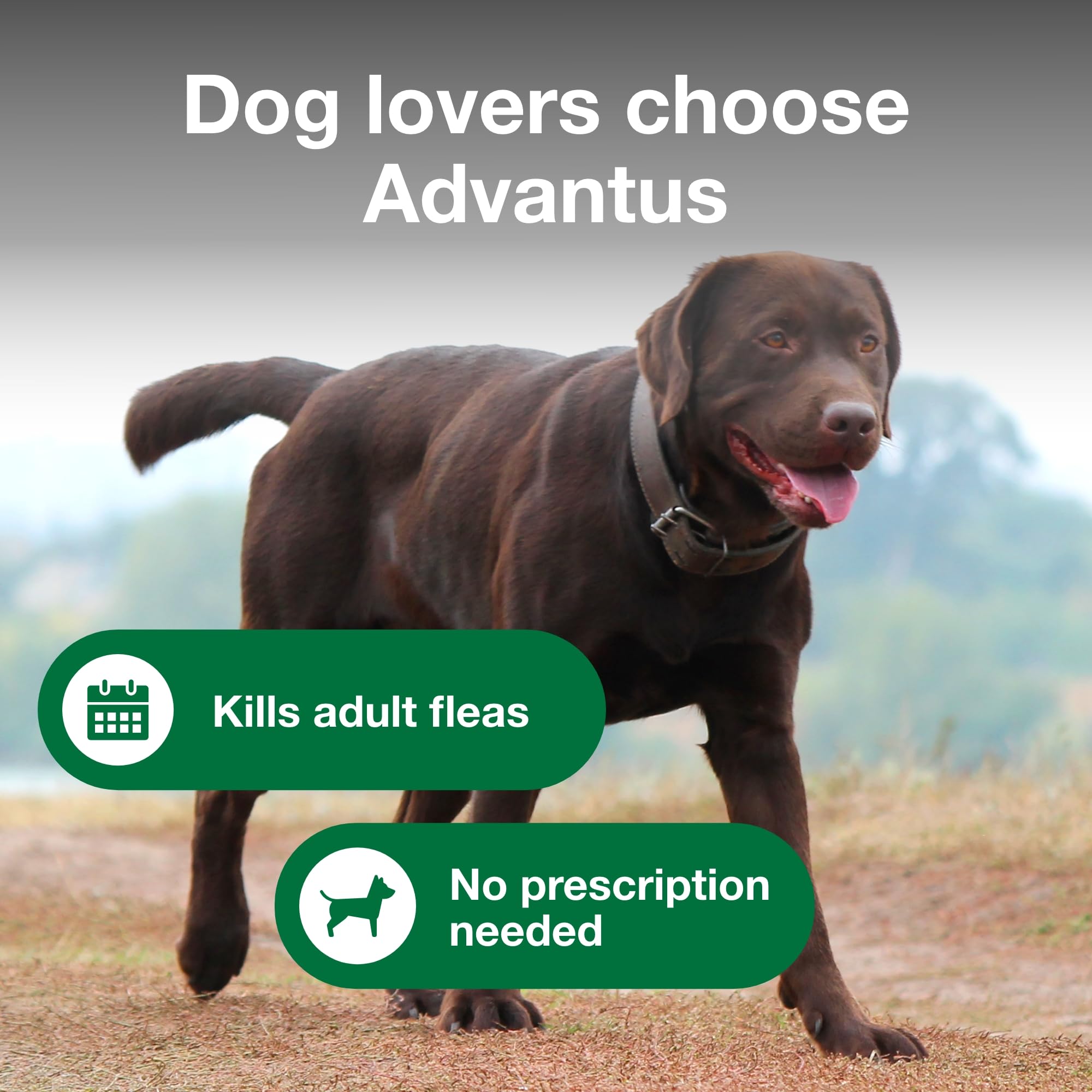 Advantus perro aceptando masticable y alivio rápido visible