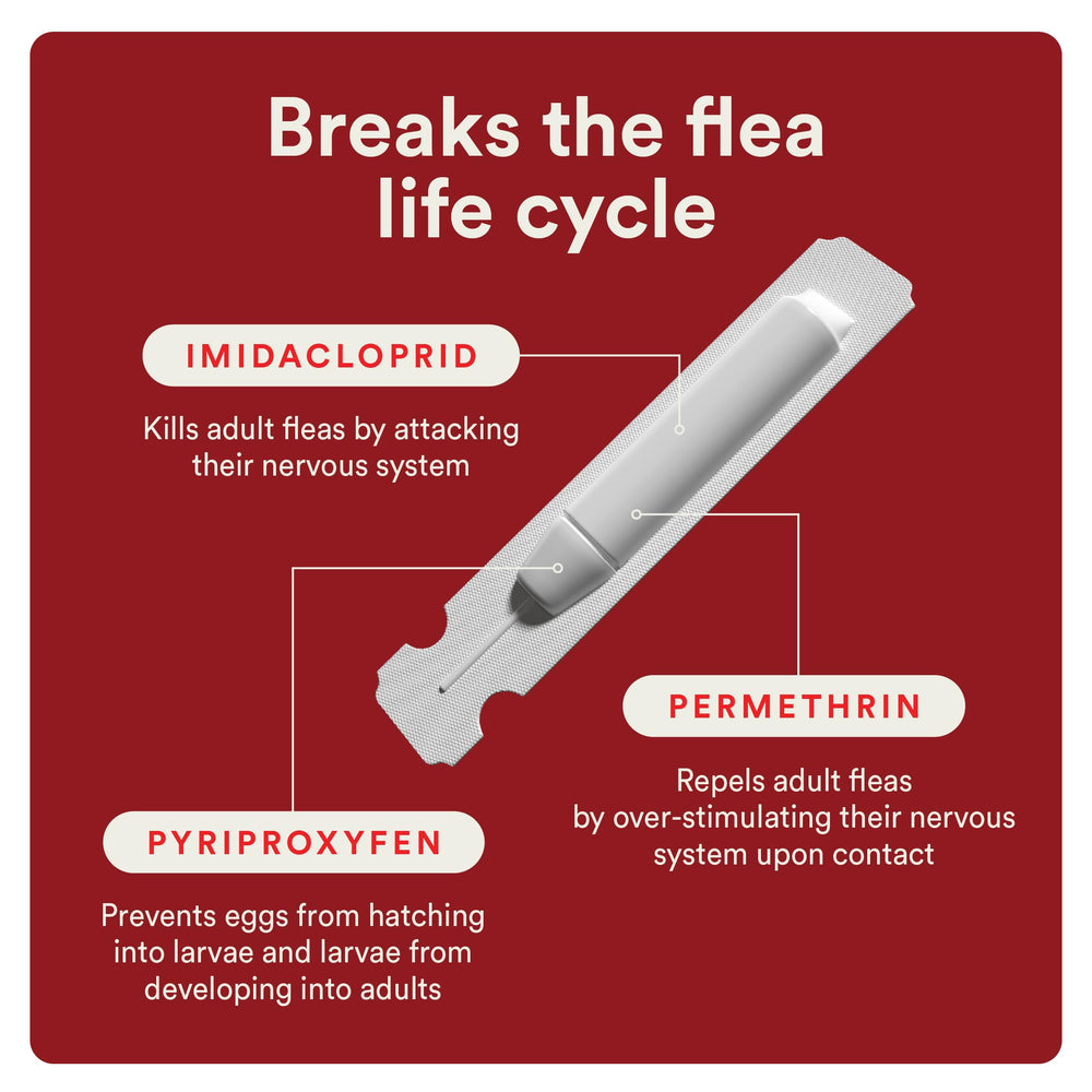 Advecta comparativa tamaño junto a perro grande para identificar dosis adecuada