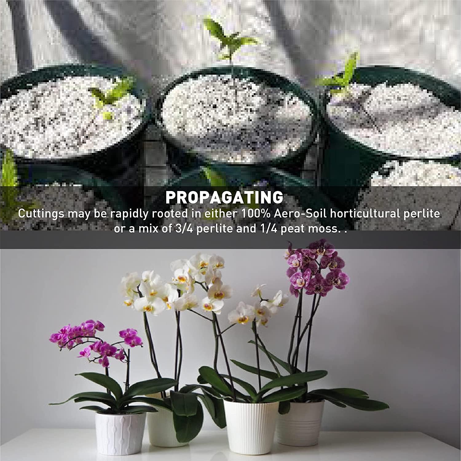 EASYGO PRODUCTS AeroSoil Perlite en maceta demostrando mejor drenaje y crecimiento