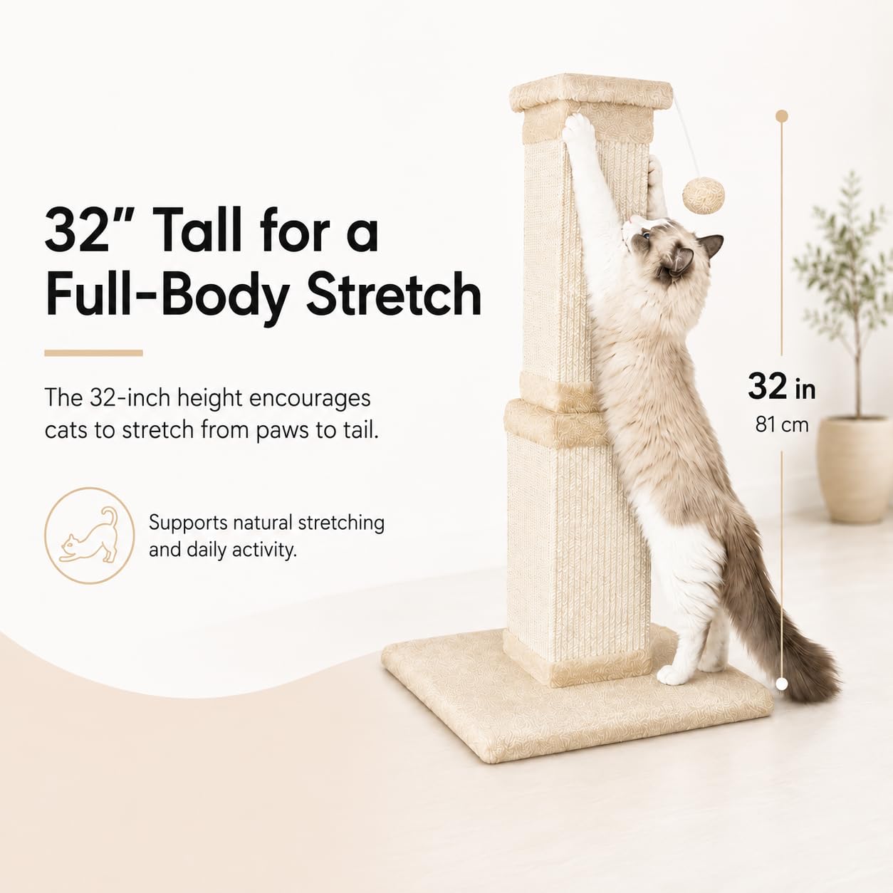 AGYM comparación de tamaño muestra la altura ideal para gatos adultos