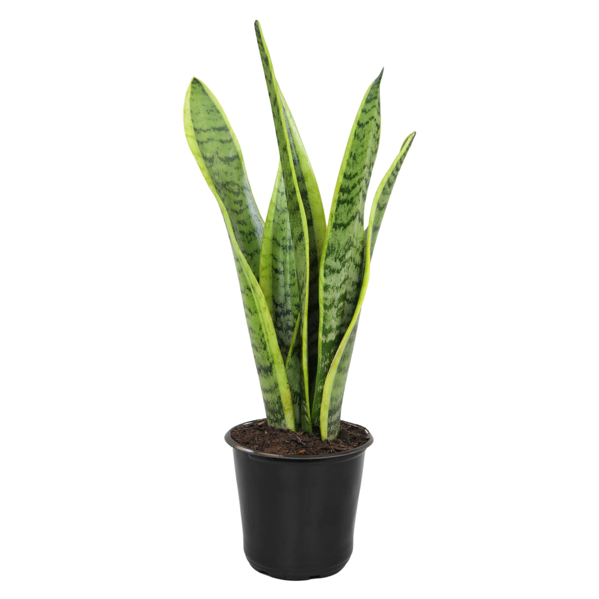 Altman Plants planta frontal sansevieria laurentii mostrando altura y estructura