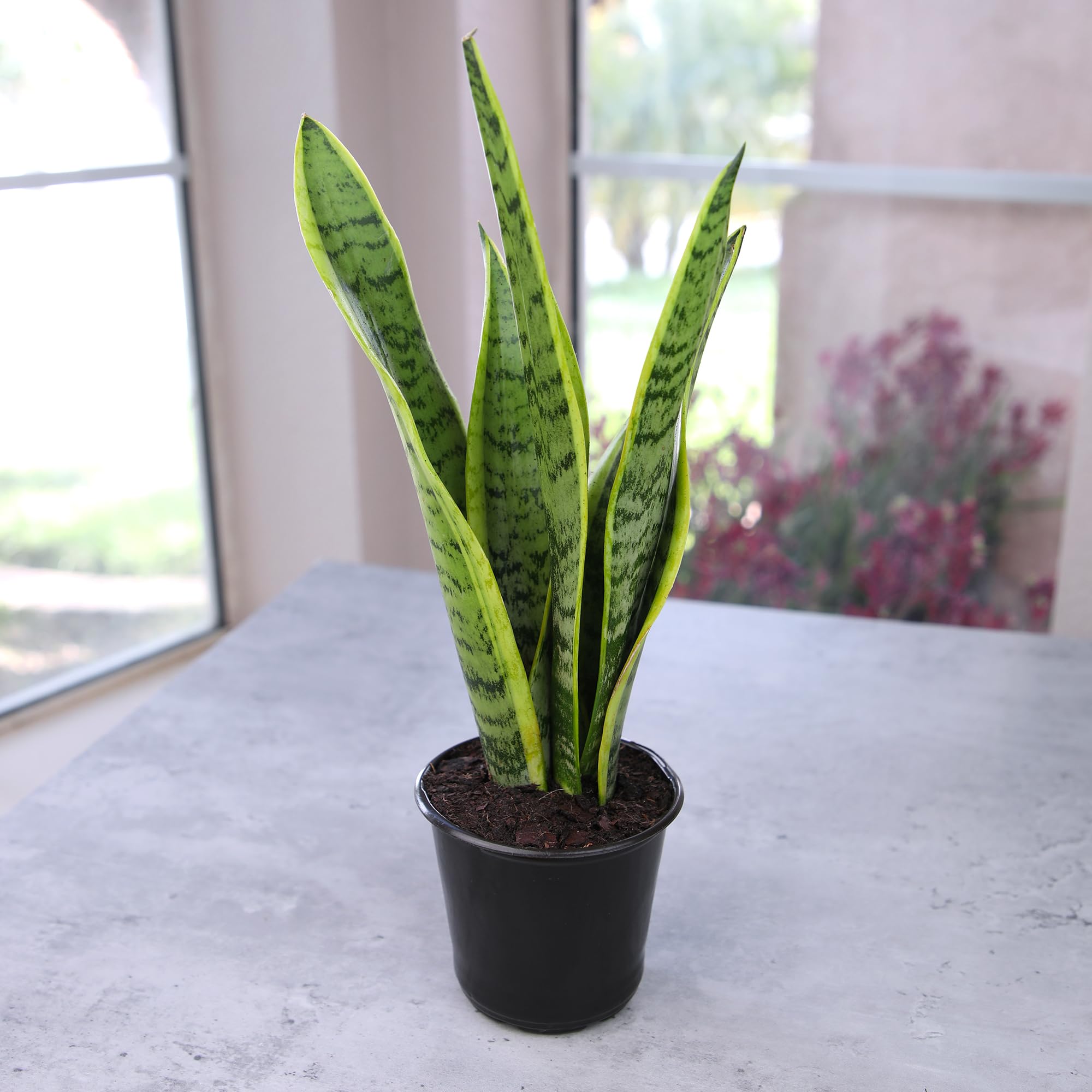 Altman Plants sansevieria Laurentii en salón aportando estilo y bajo mantenimiento