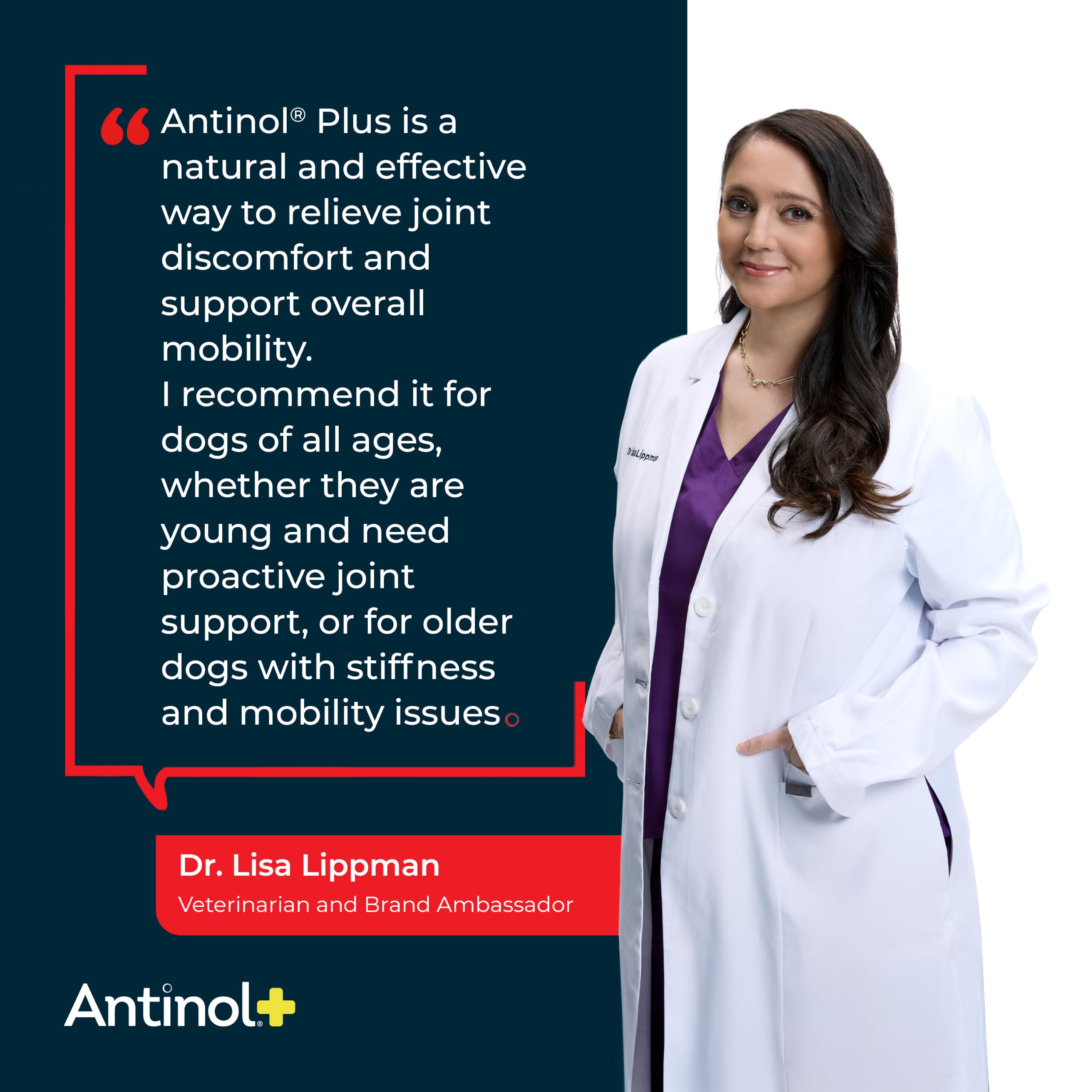 Perro activo caminando gracias a Antinol Plus que apoya su movilidad