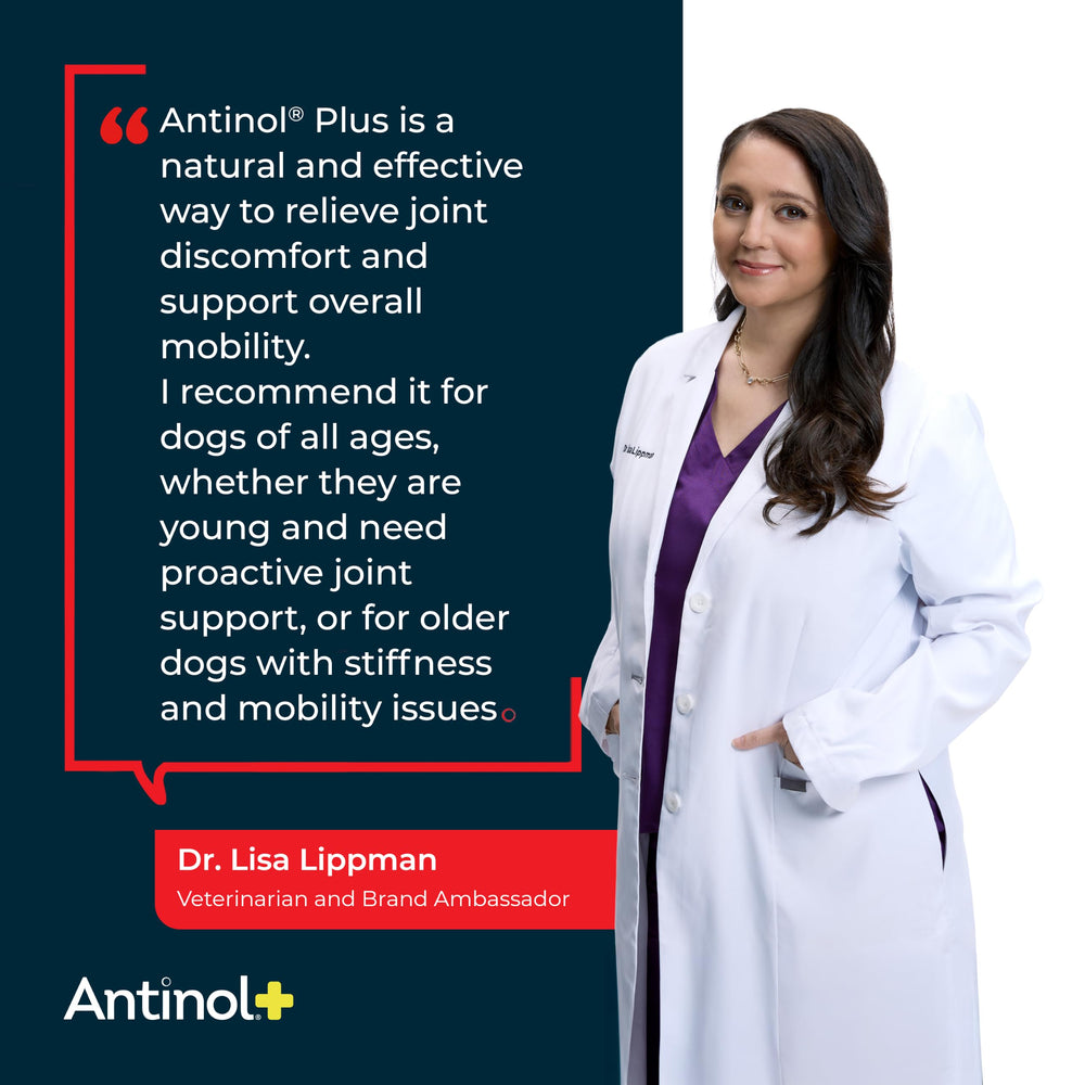 Perro activo caminando gracias a Antinol Plus que apoya su movilidad