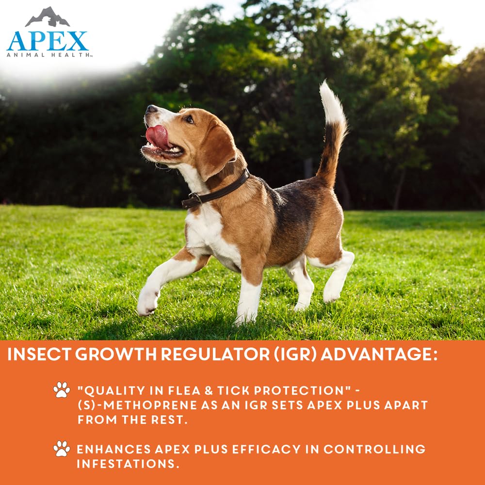 APEX ANIMAL HEALTH comparación antes y después en perro pequeño mostrando reducción de pulgas