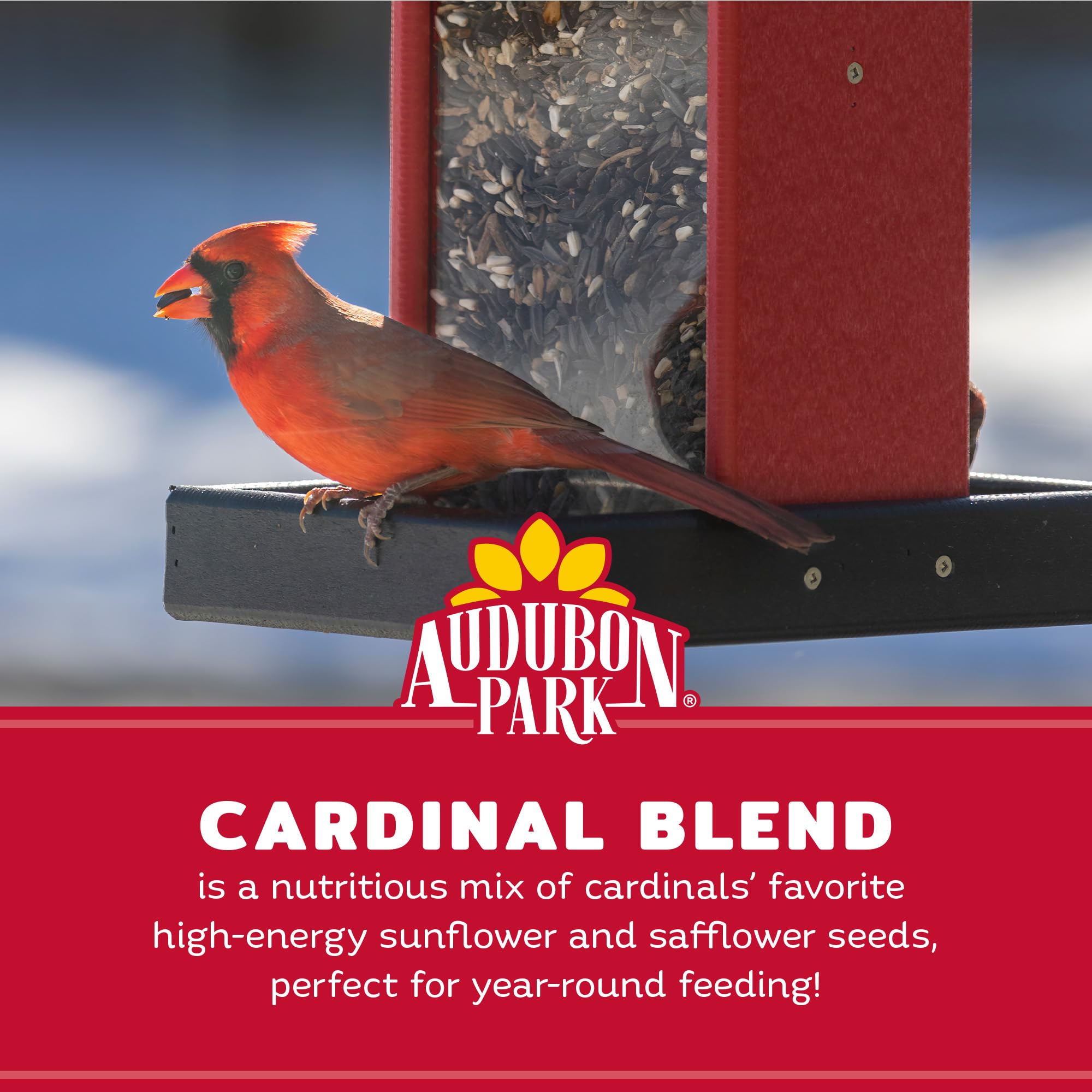 audubon park comedero activo con cardenal mostrando visitas frecuentes al alimentador