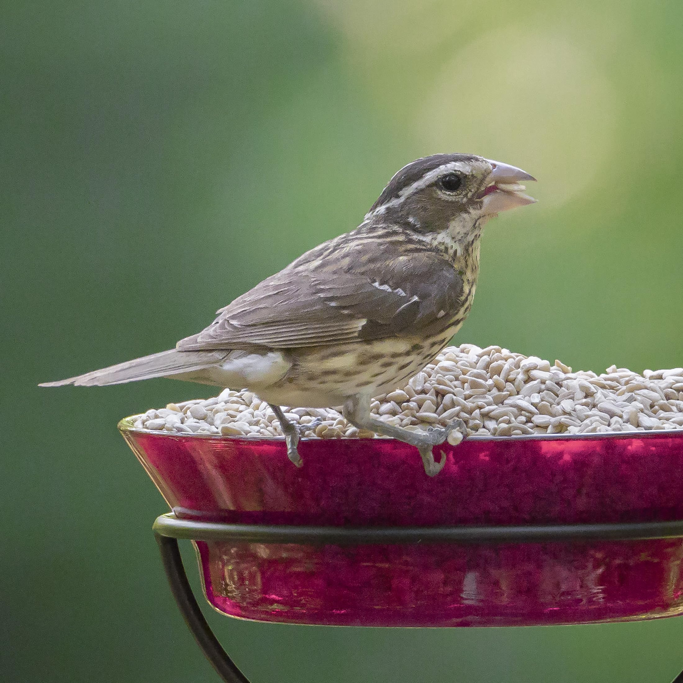 Audubon Park clean yard under feeder illustrating reduced mess