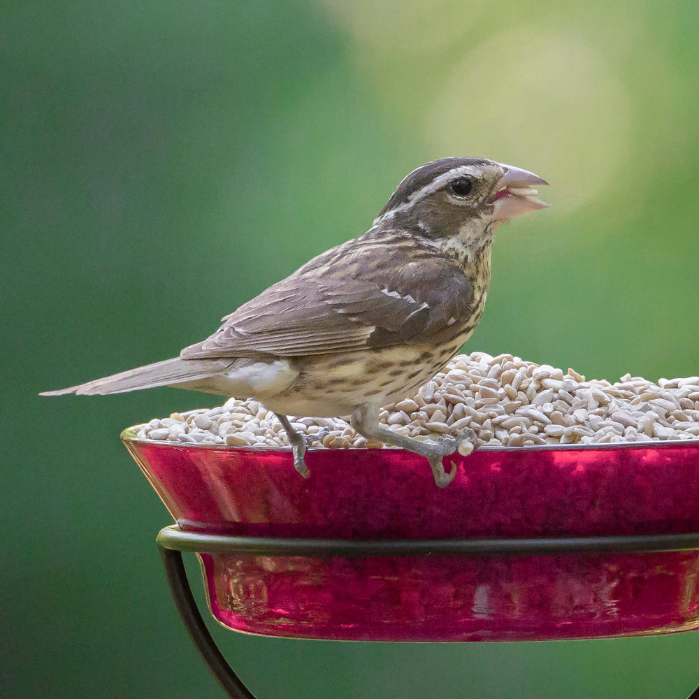 Audubon Park clean yard under feeder illustrating reduced mess