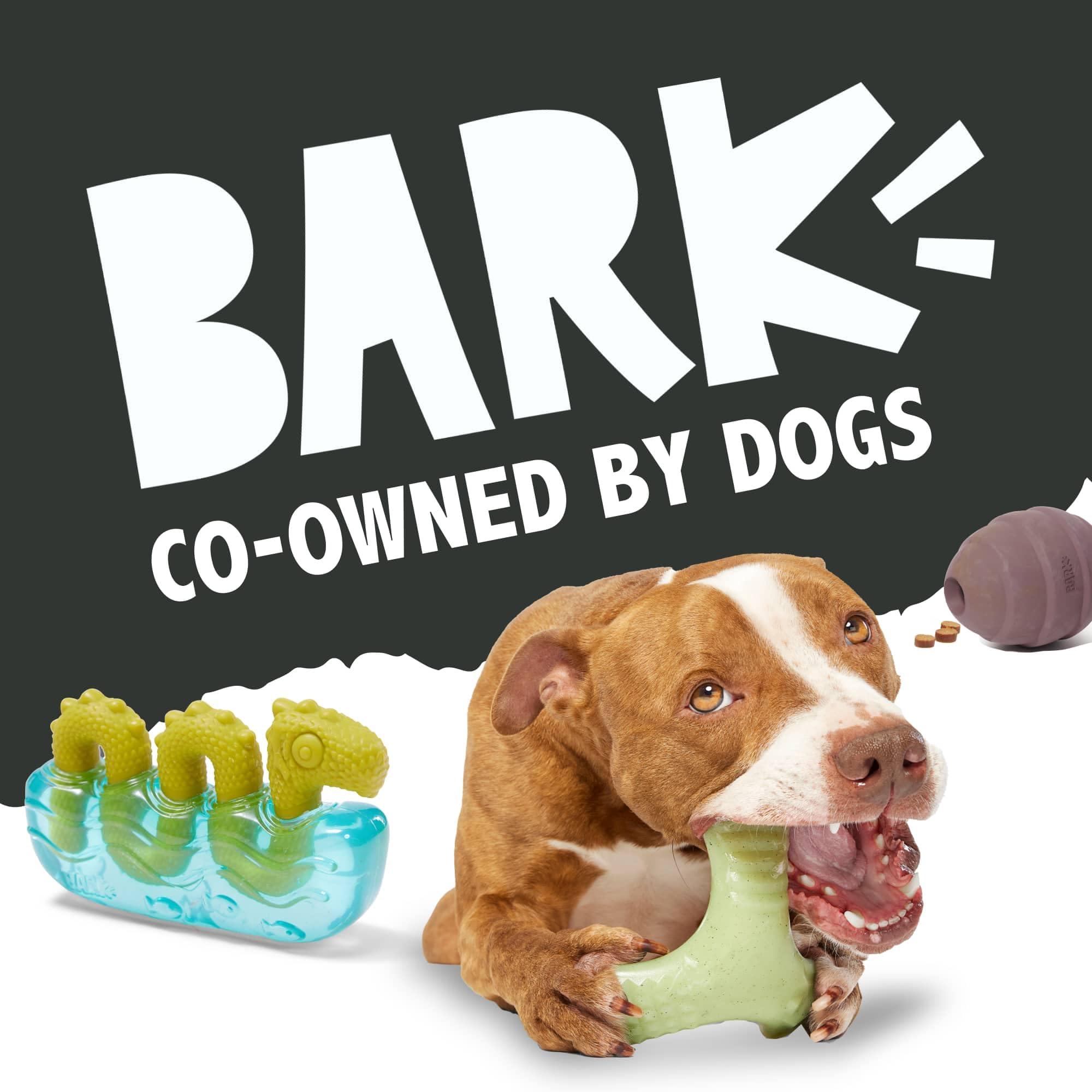 BarkBox juguete en sala de estar para juego supervisado y entretenimiento