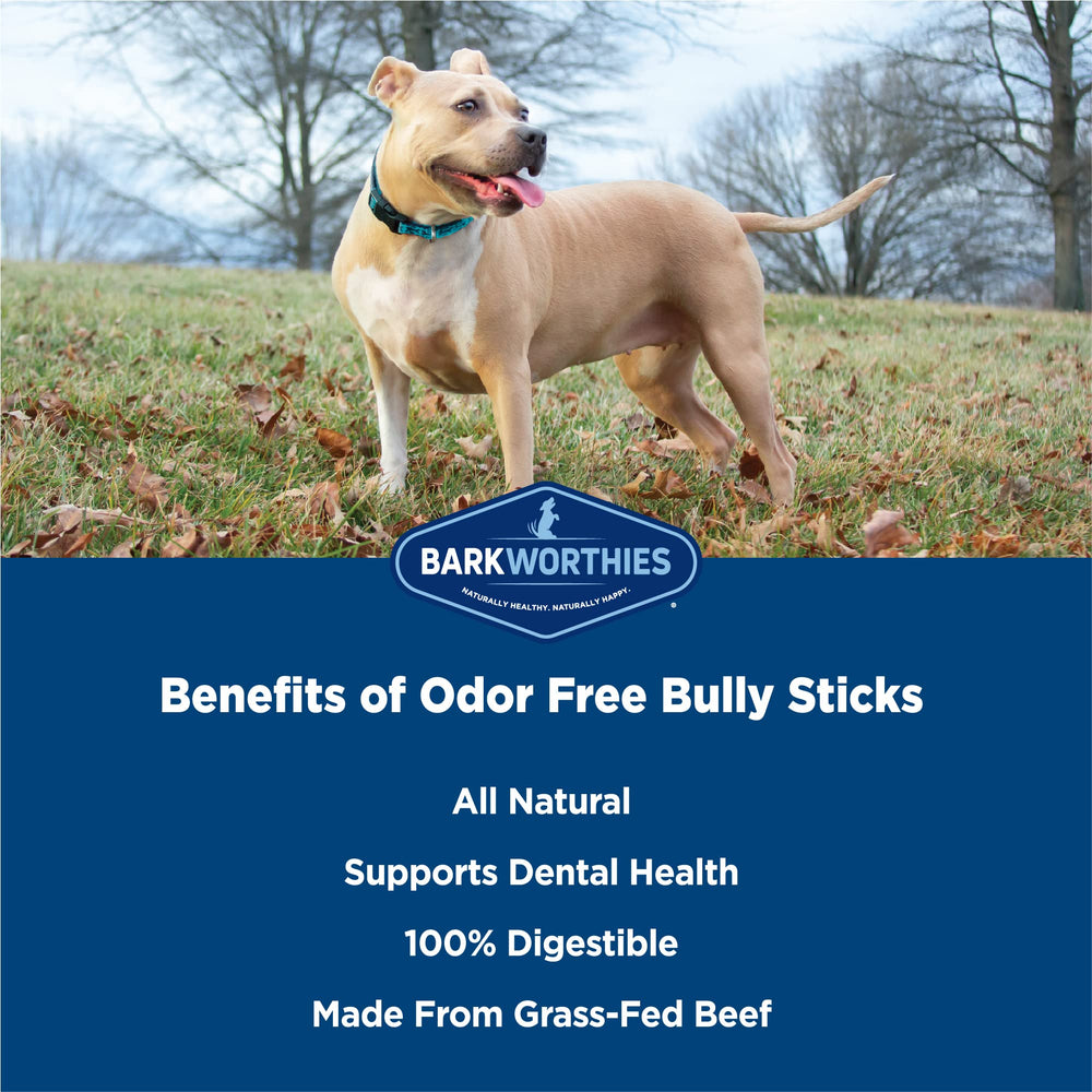 Perro mastica Barkworthies bully stick en uso, beneficio entretenimiento y salud dental