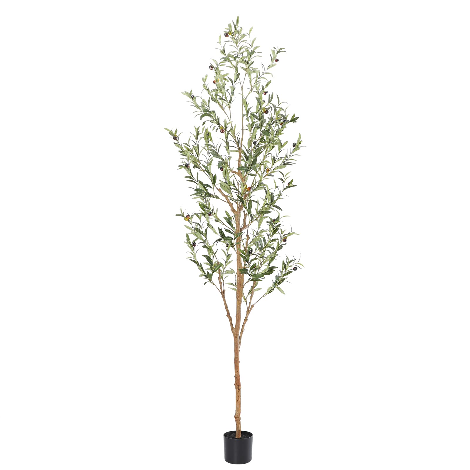 bellacat árbol olivo frontal mostrando altura y elegancia