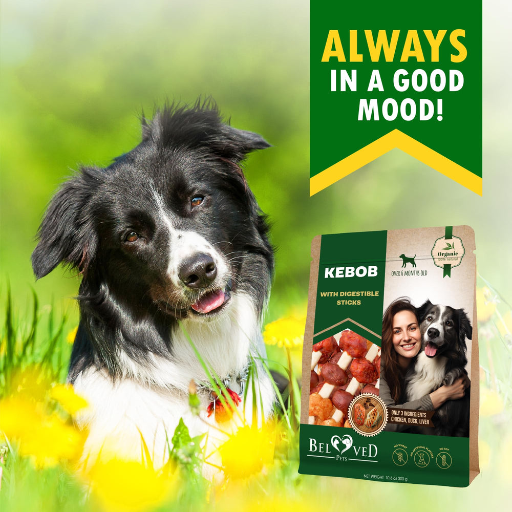 Beloved Pets kabobs en ambiente doméstico como premio durante el juego