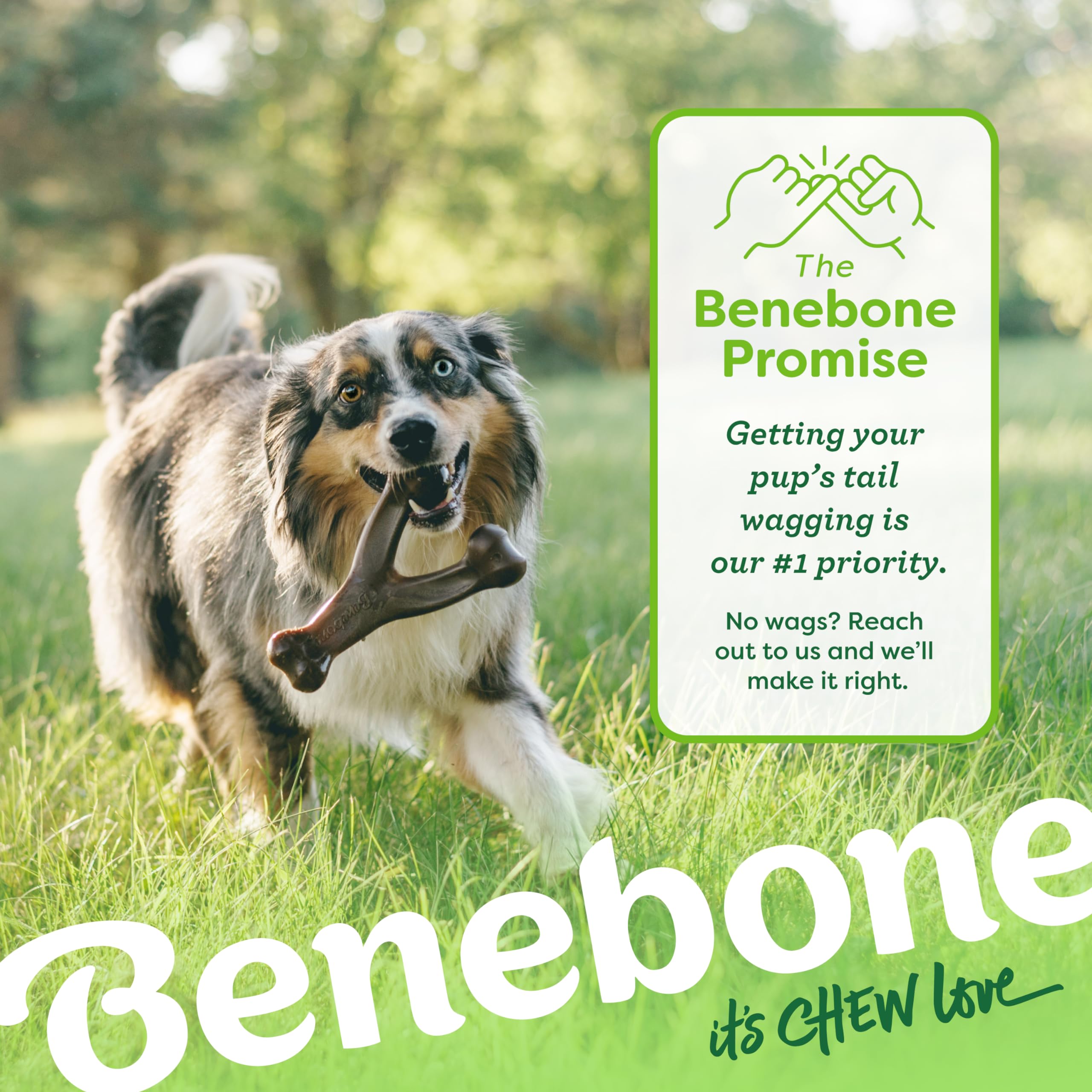 Escena exterior con perro y Benebone Wishbone para juego supervisado
