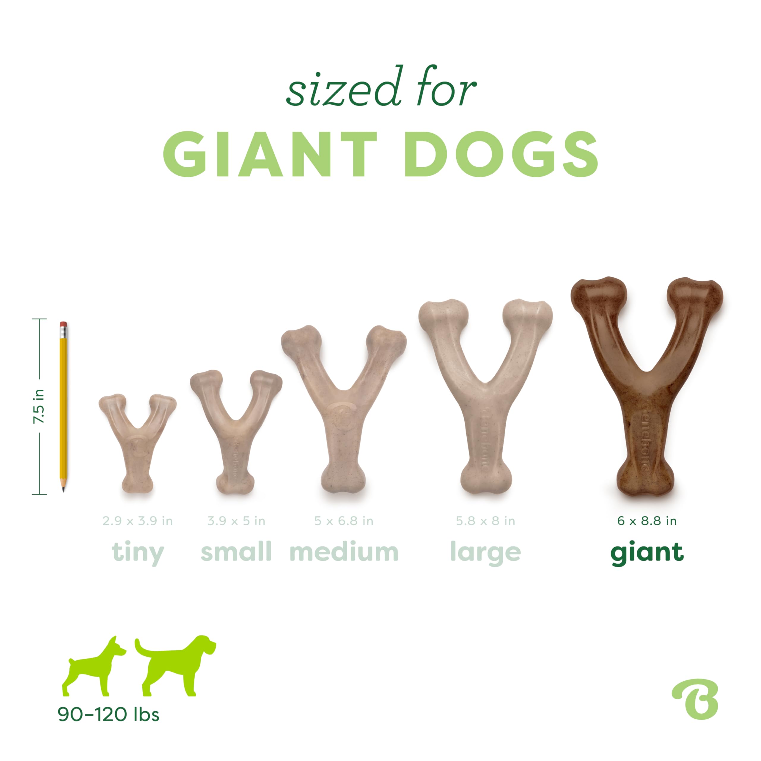 Comparación de tamaño Benebone Wishbone gigante junto a una correa