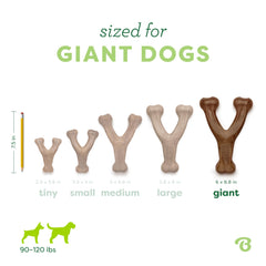 Comparación de tamaño Benebone Wishbone gigante junto a una correa